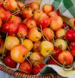 national rainier cherry day