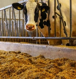 national rendering day