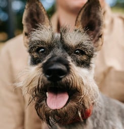 National Schnauzer Day