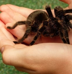 National Tarantula Appreciation Day