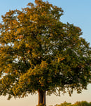 national tree day