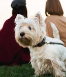 National Westie Day