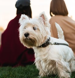 National Westie Day