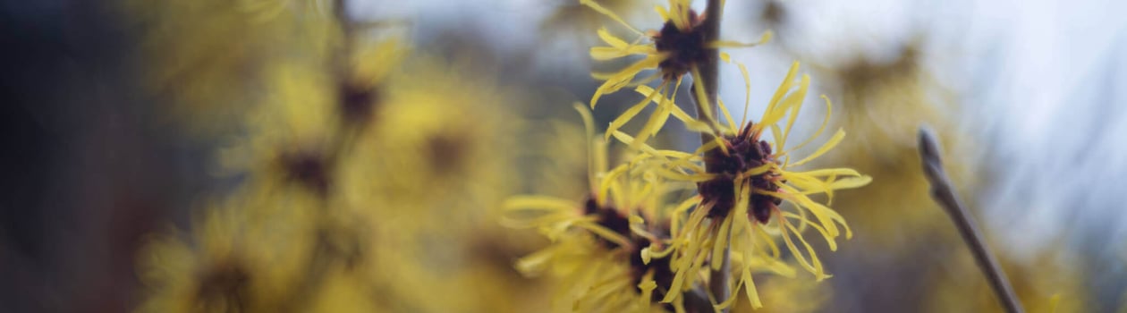 national witch hazel day