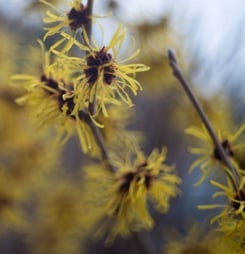 national witch hazel day