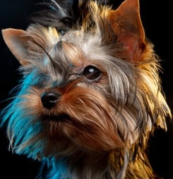 National Yorkie Day