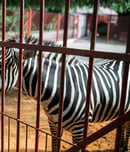 national zoo awareness day