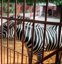 national zoo awareness day