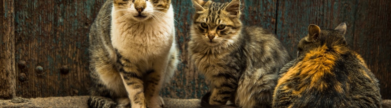 natural cat health month