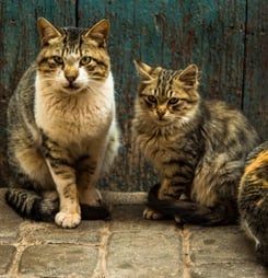 natural cat health month