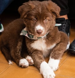 No Pet Store Puppies Day