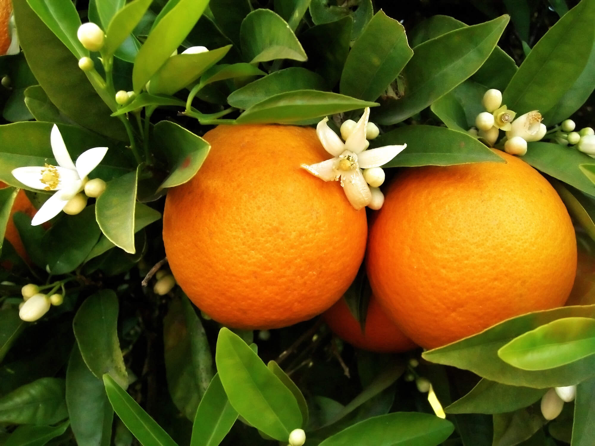 Урожайность апельсинов