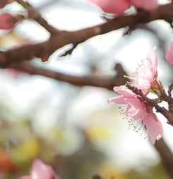 peach blossom day