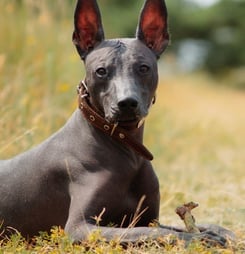 Peruvian Hairless Dog