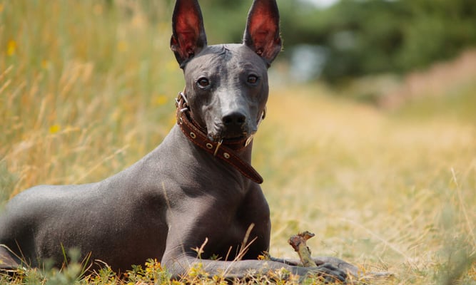 Peruvian Hairless Dog