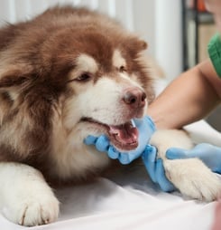 pet dental health month