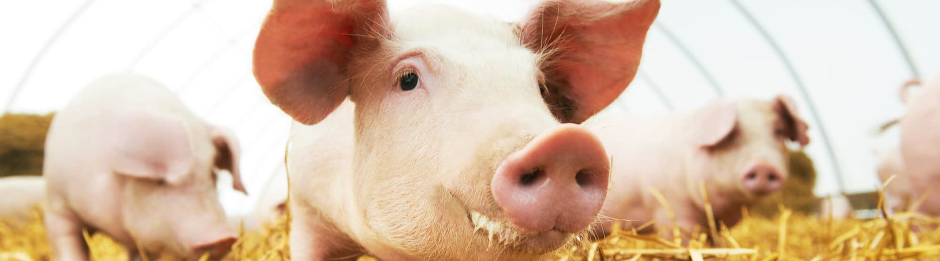 Pigs Month National Pig Day | Days Of The Year