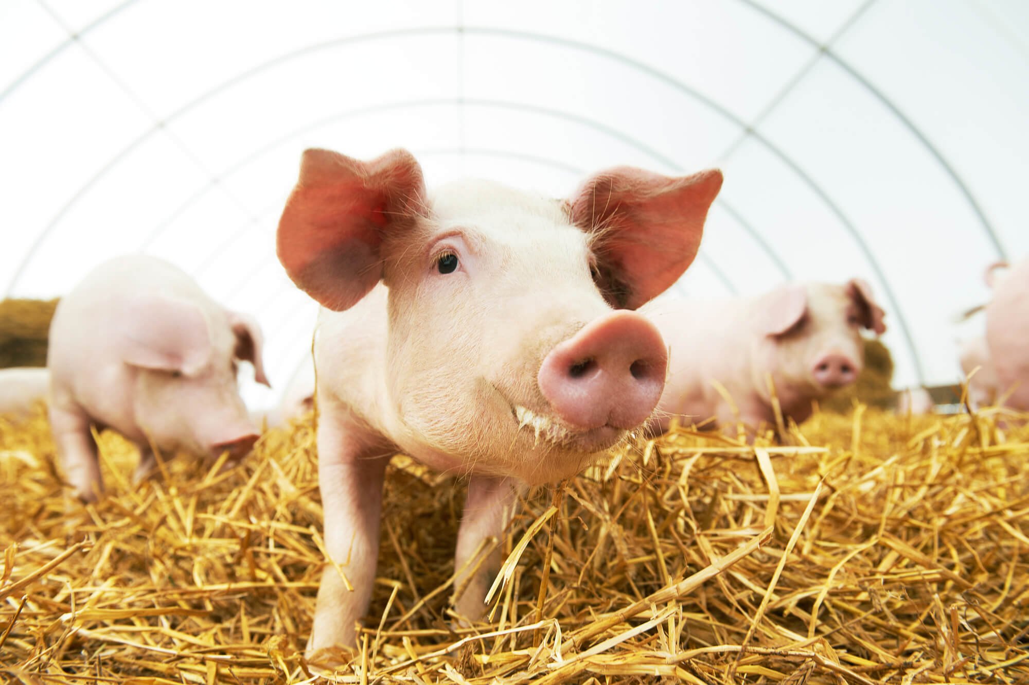 National Pig Day (March 1st) | Days Of The Year National Pig Day (March 1st) | Days Of The Year