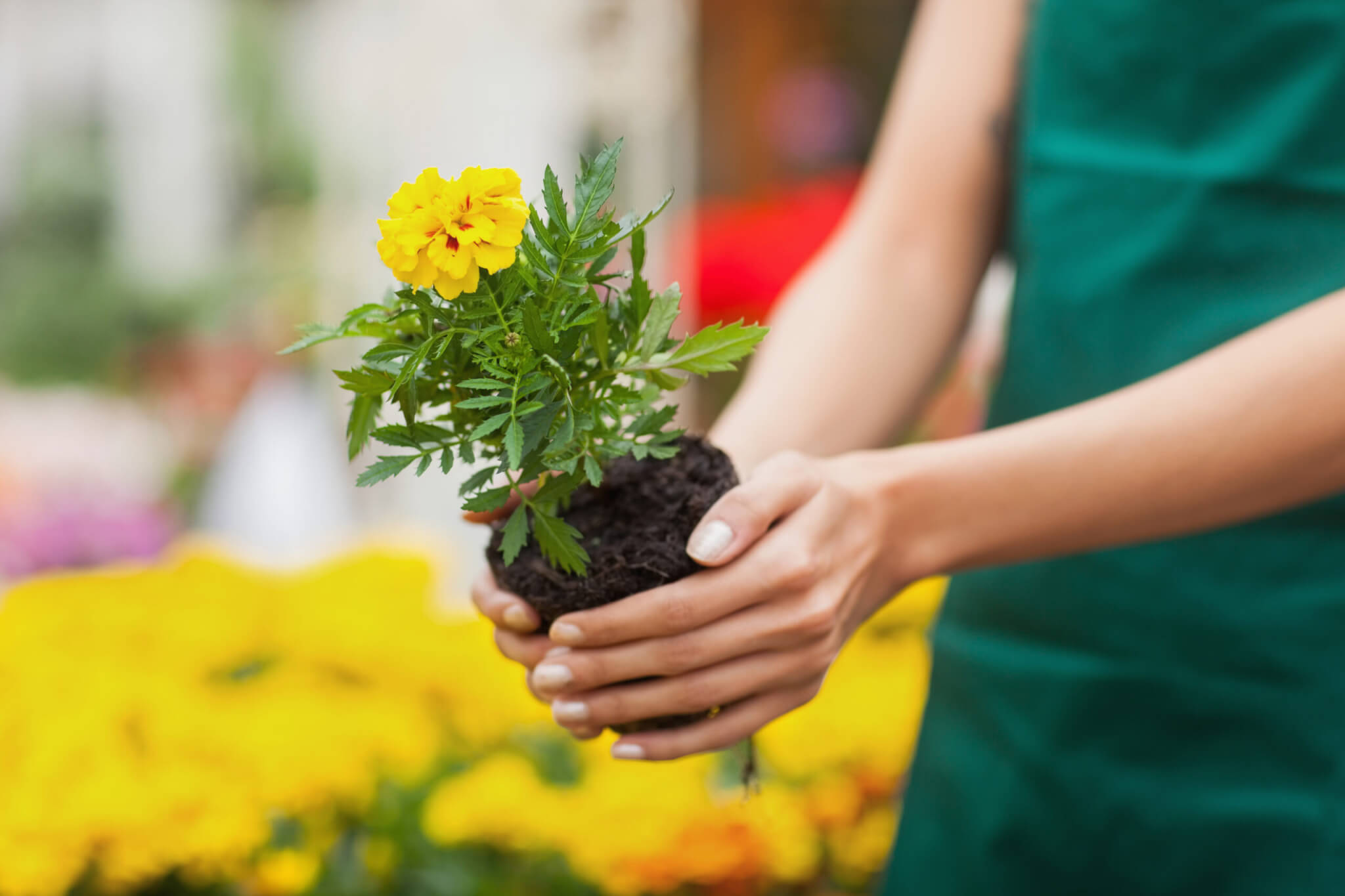 Plant a Flower Day (12th March) Days Of The Year