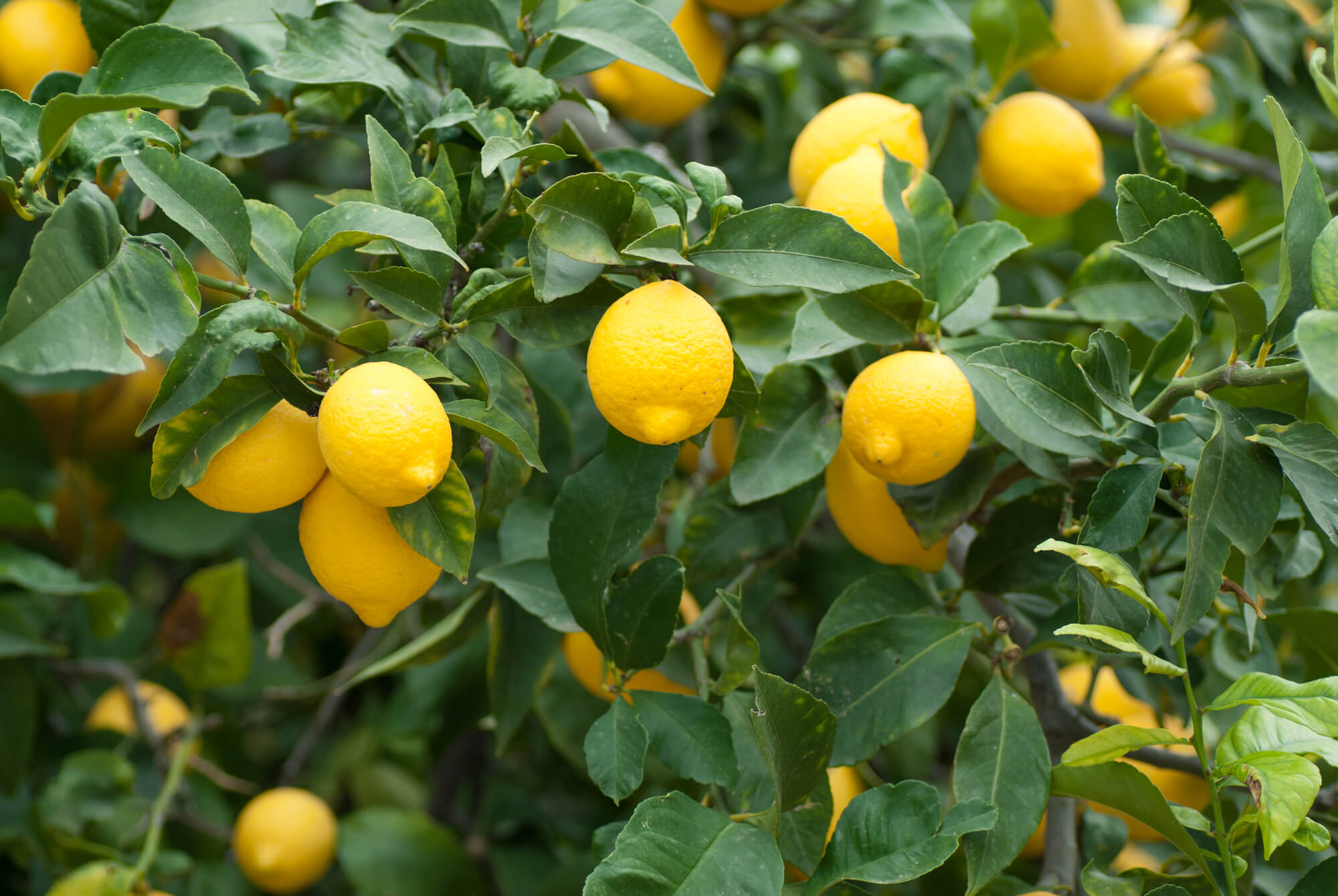 Plant a Lemon Tree Day (May 20th, 2023) | Days Of The Year