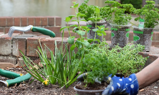 Plant Something Day