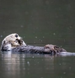 World Otter Day