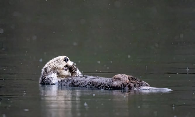 World Otter Day