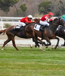 preakness stakes