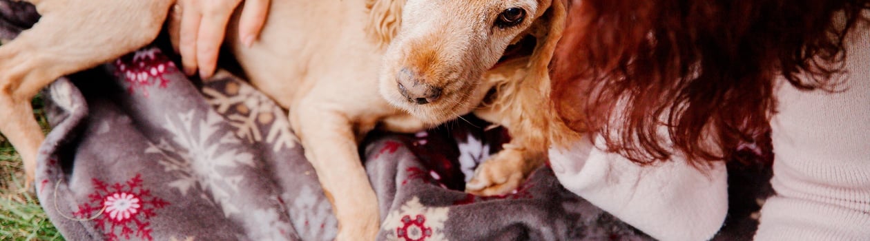 prevent lyme disease in dogs month