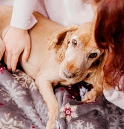 prevent lyme disease in dogs month