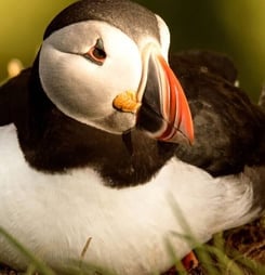 puffin day