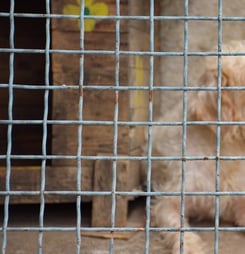 puppy mill awareness day