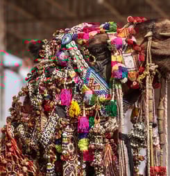 pushkar camel fair