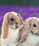 Rabbit Week