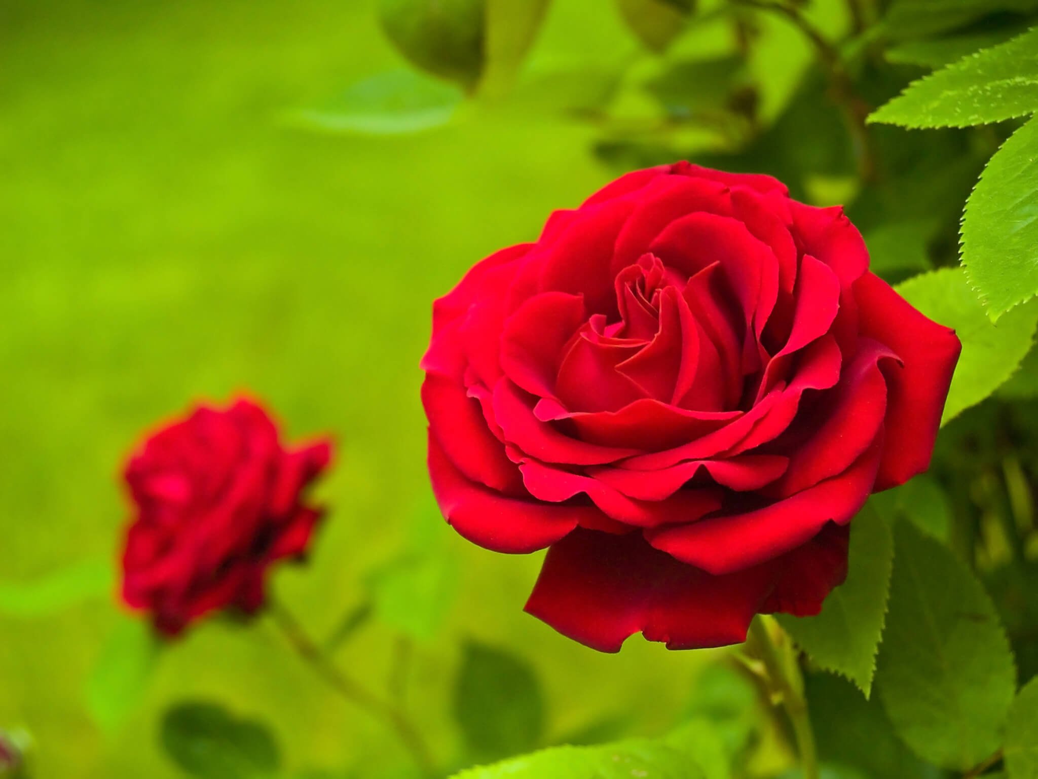 National Red Rose Day (June 12th)