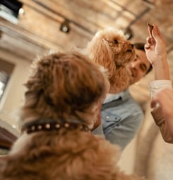 responsible dog ownership day