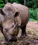 National Endangered Species Day