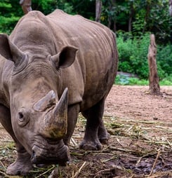 National Endangered Species Day