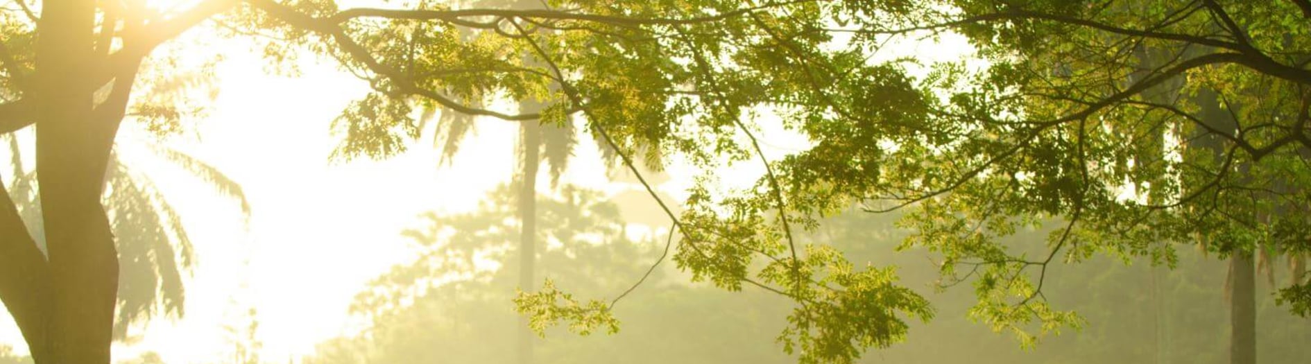 National Roots Day | Days Of The Year