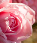 rose festival