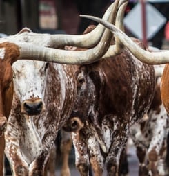 running of the bulls