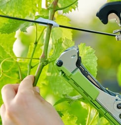 saint trifon zarezan