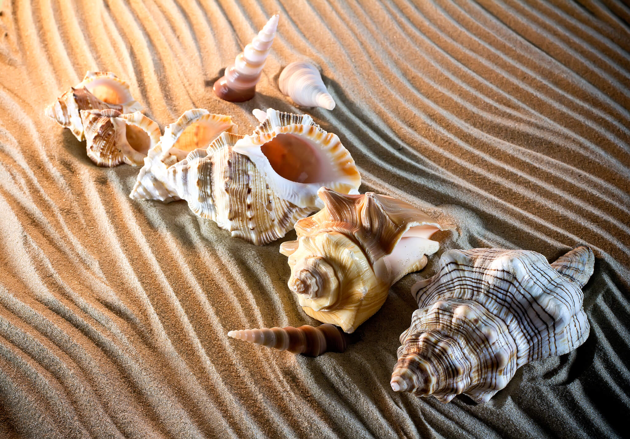 Some Amazing Facts about Seashells