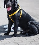 Seeing-Eye Guide Dog Anniversary