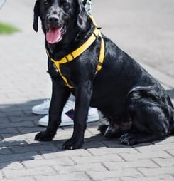 Seeing-Eye Guide Dog Anniversary
