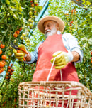 Fresh Florida Tomato Month