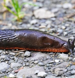Slugs Return From Capistrano Day