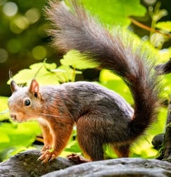 squirrel awareness month