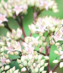start seeing monarchs