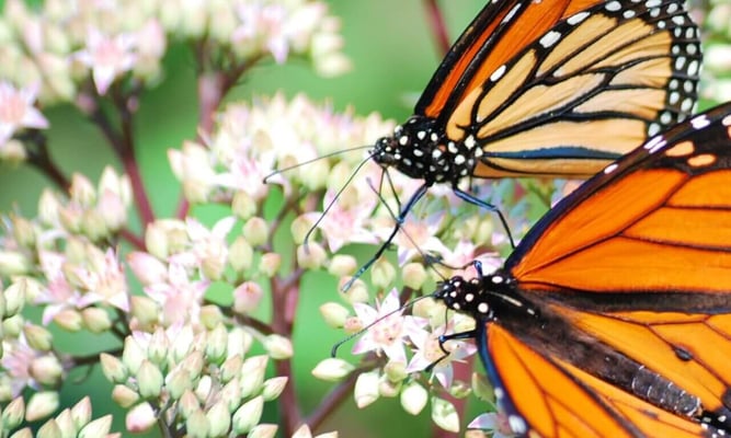 start seeing monarchs